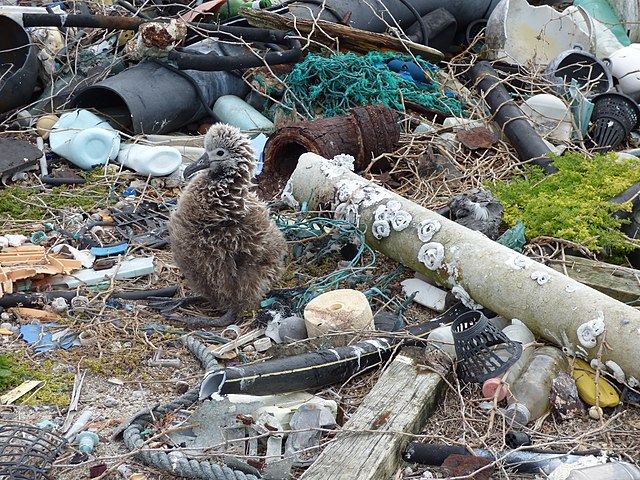 Albatross chick in garbage pile